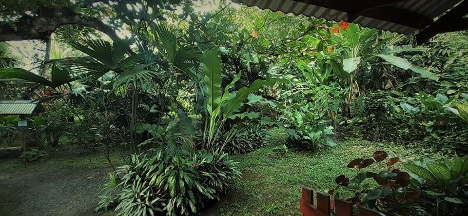 Cabinas Algebra Cahuita Exterior photo